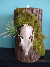 Load image into Gallery viewer, Cedar and Skull Candle Holder
