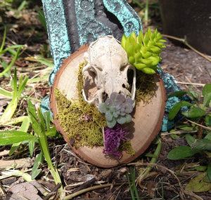 Rabbit Skull & Live Moss