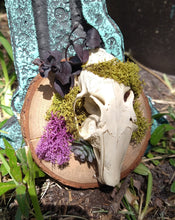 Load image into Gallery viewer, Rabbit Skull &amp; Eucalyptus

