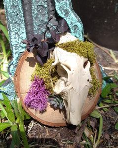 Rabbit Skull & Eucalyptus